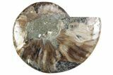 Cut & Polished Ammonite Fossil (Half) - Madagascar #364897-1